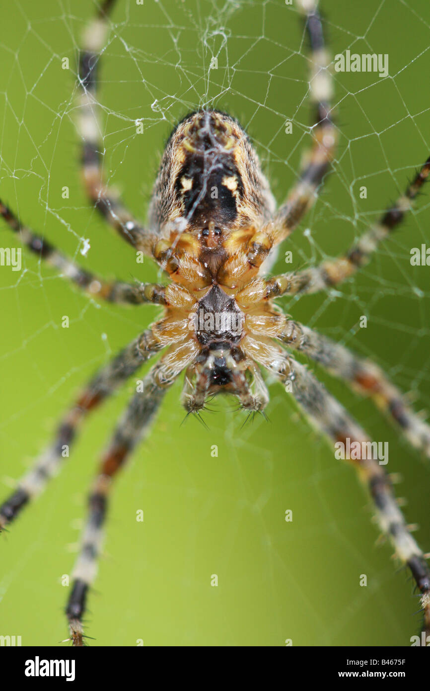 spider Stock Photo