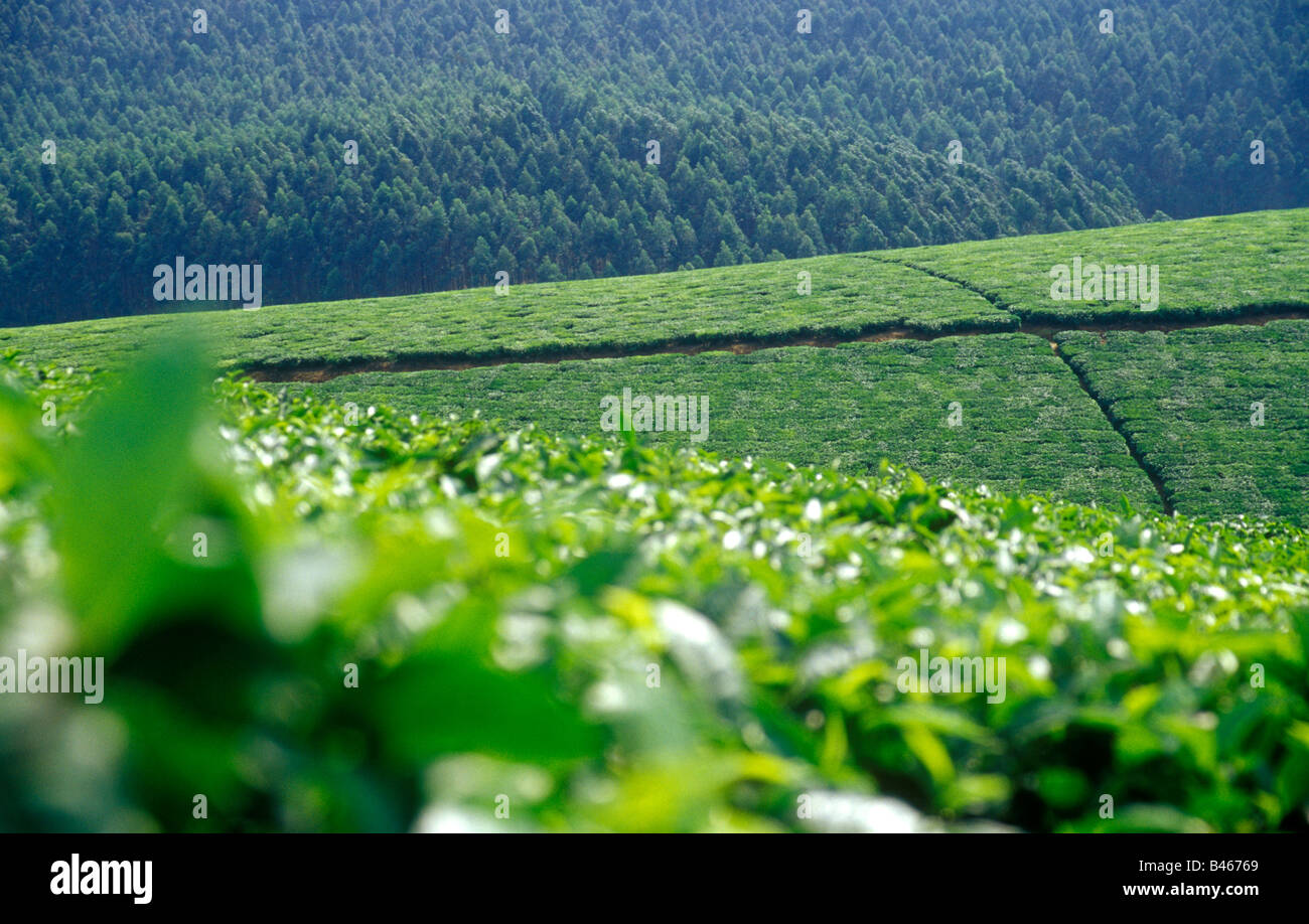 Tea plantation in Uganda, East Africa Stock Photo Alamy