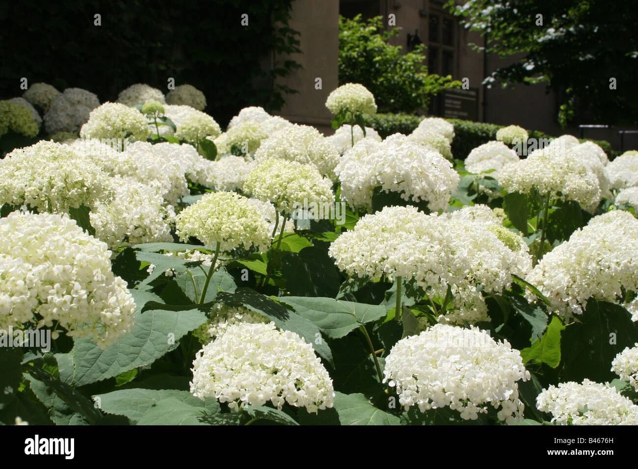 Hydrangeas growing in the courtyard of the Holy Name Cathedral, Chicago Illinois Stock Photo Alamy