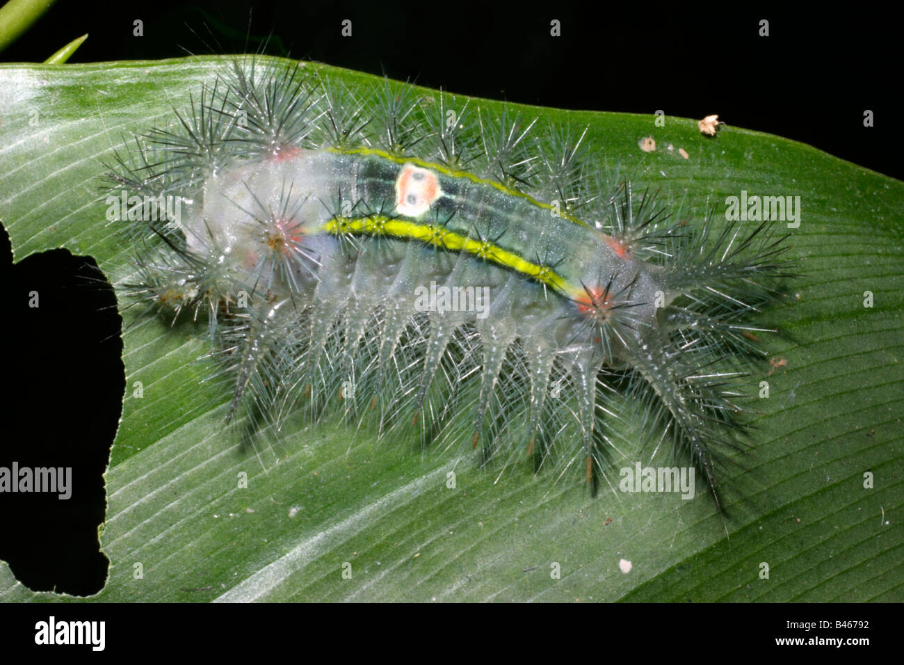 Slug moth caterpillar Limacodidae with stinging spines in rainforest Togo Stock Photo