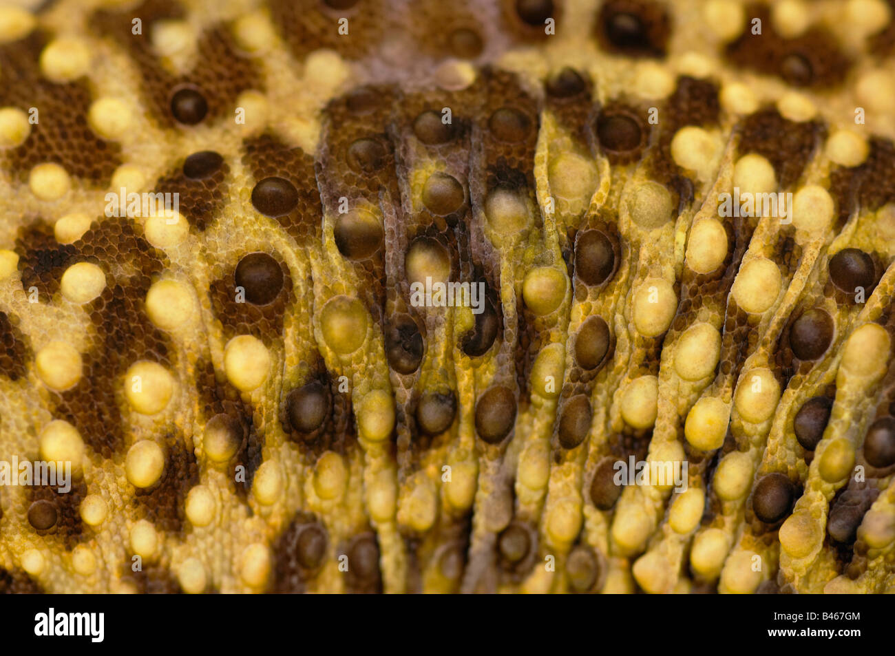 Close Up Of Leopard Gecko Skin Patterns Stock Photo