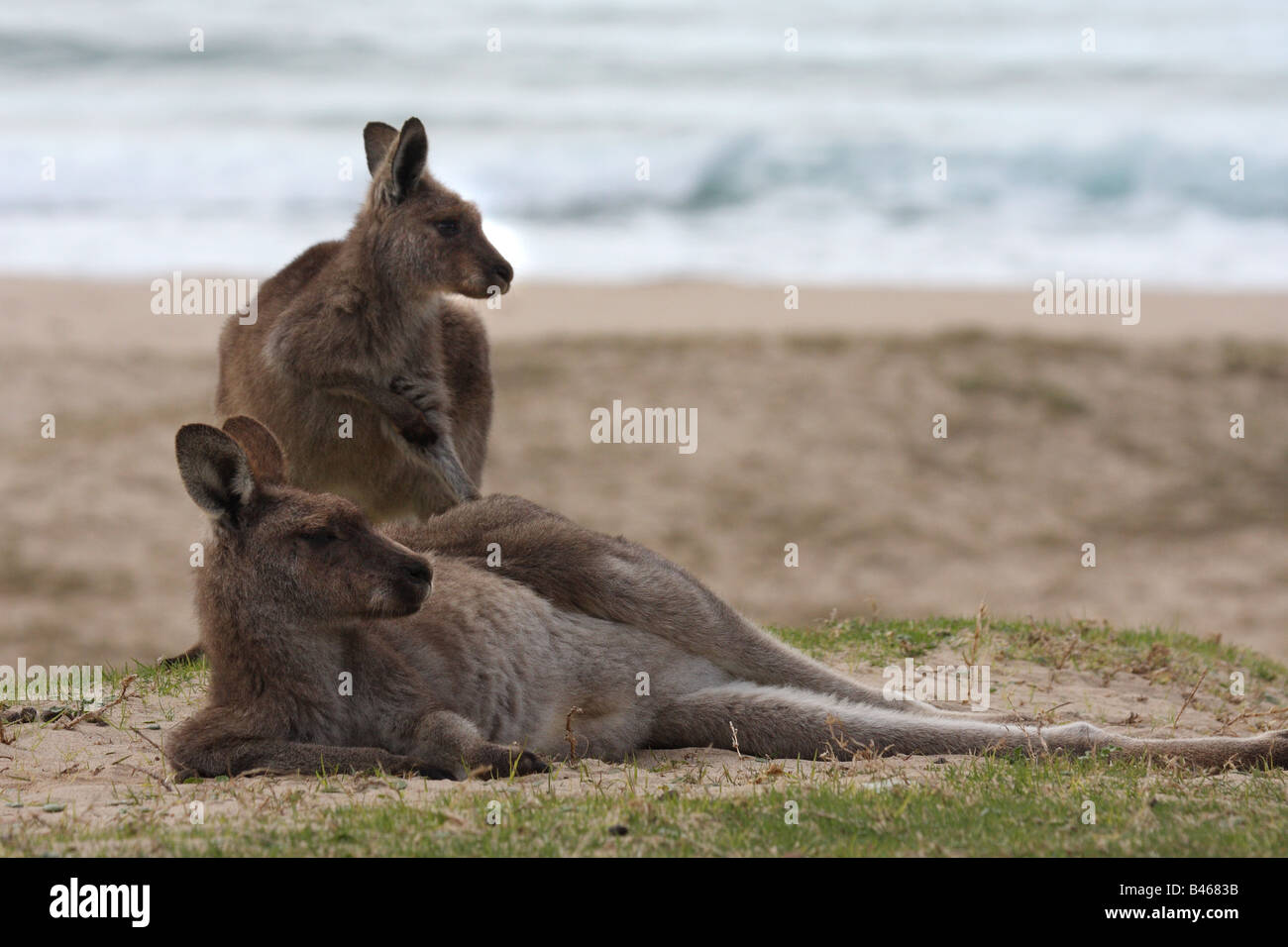 two kangaroos on beach Stock Photo