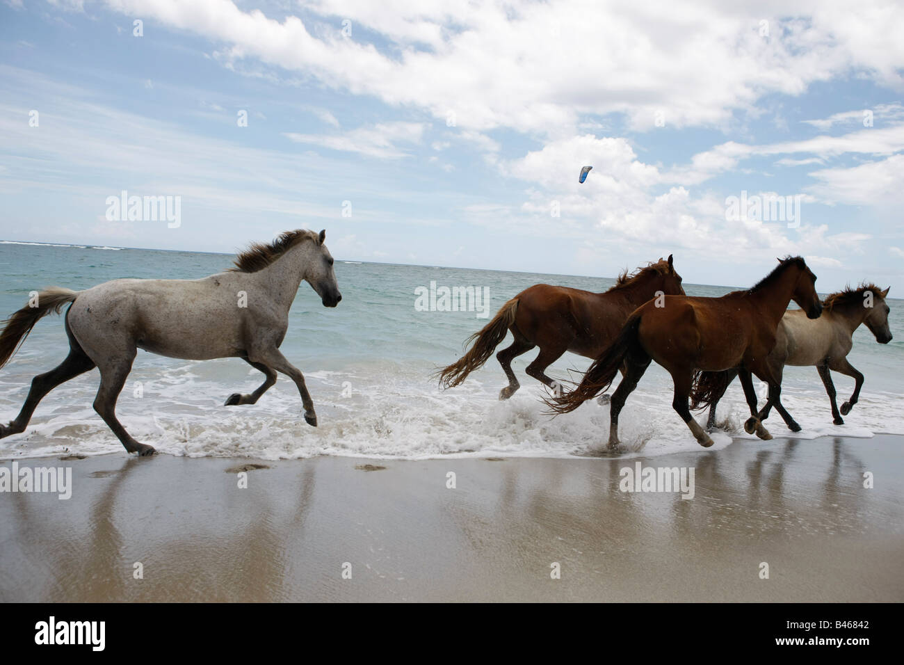 Horses Running On A Beach In The Dominican Republic Stock Photo Alamy