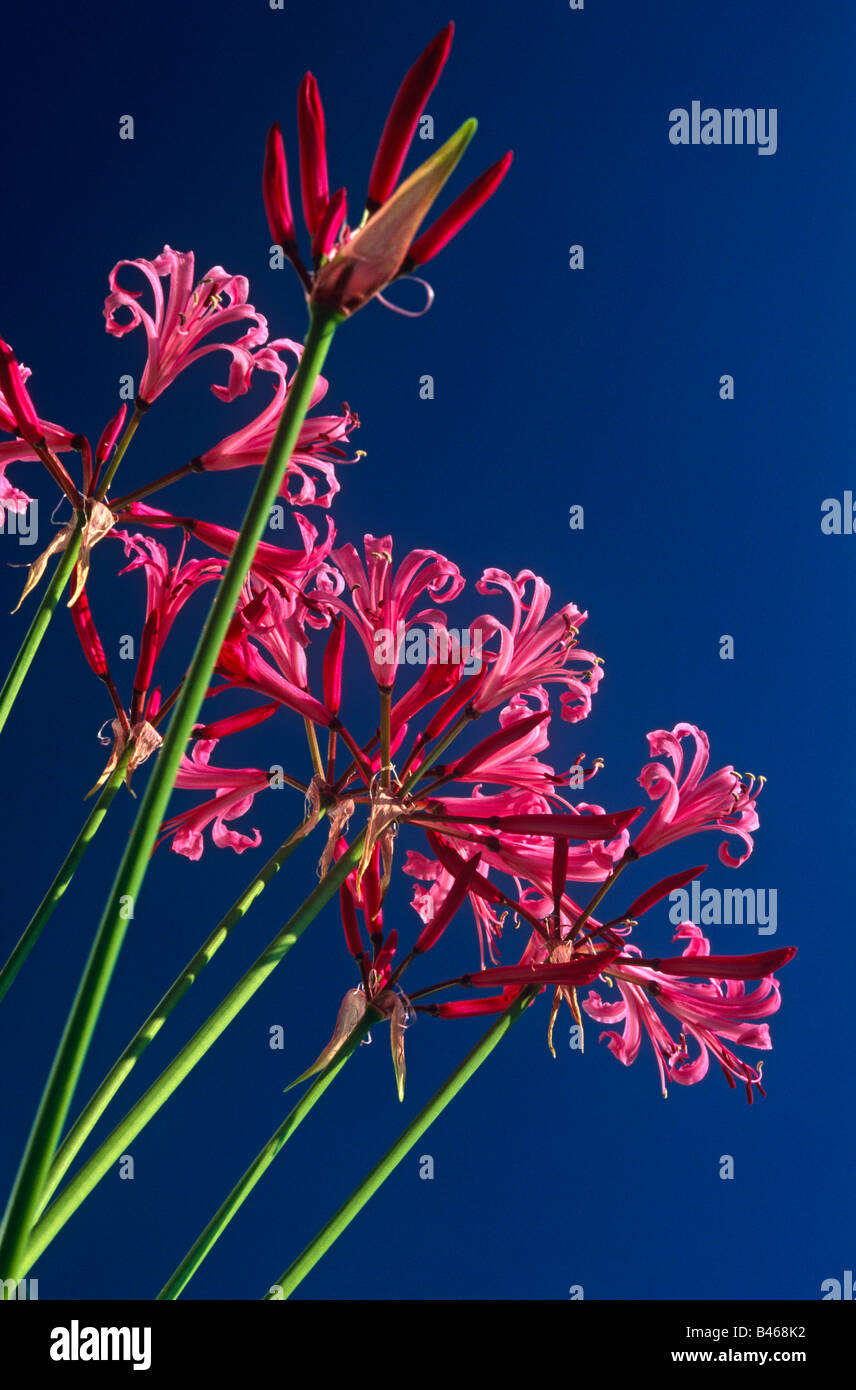 Nerine Bowdenii Bulb flowering in autumn Pink flowersPetals Stamens