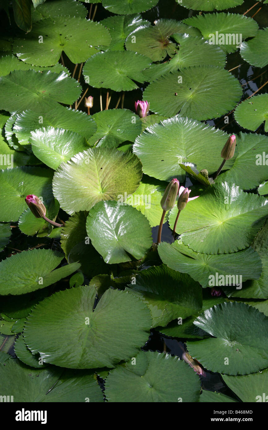 Water Lily Nymphaea Nymphaeaceae Stock Photo