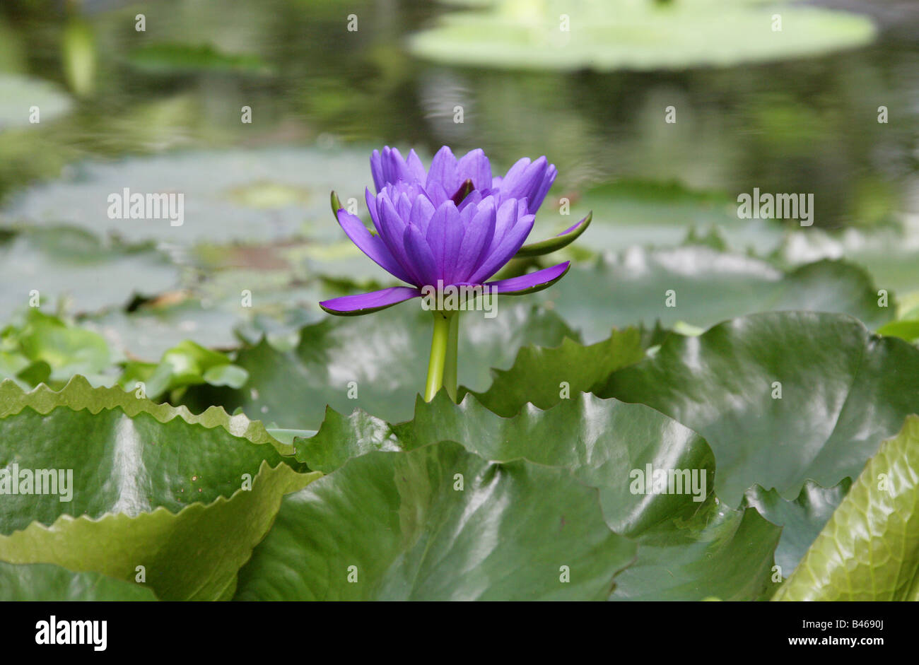 Water Lily, Nymphaea, Nymphaeaceae Stock Photo