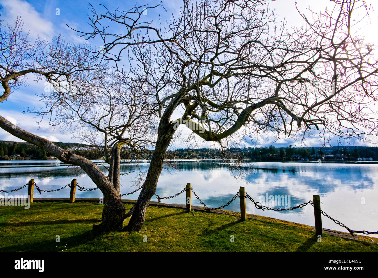 Artistic shot of a tree next to Puget Sound in Port Ludlow Washington