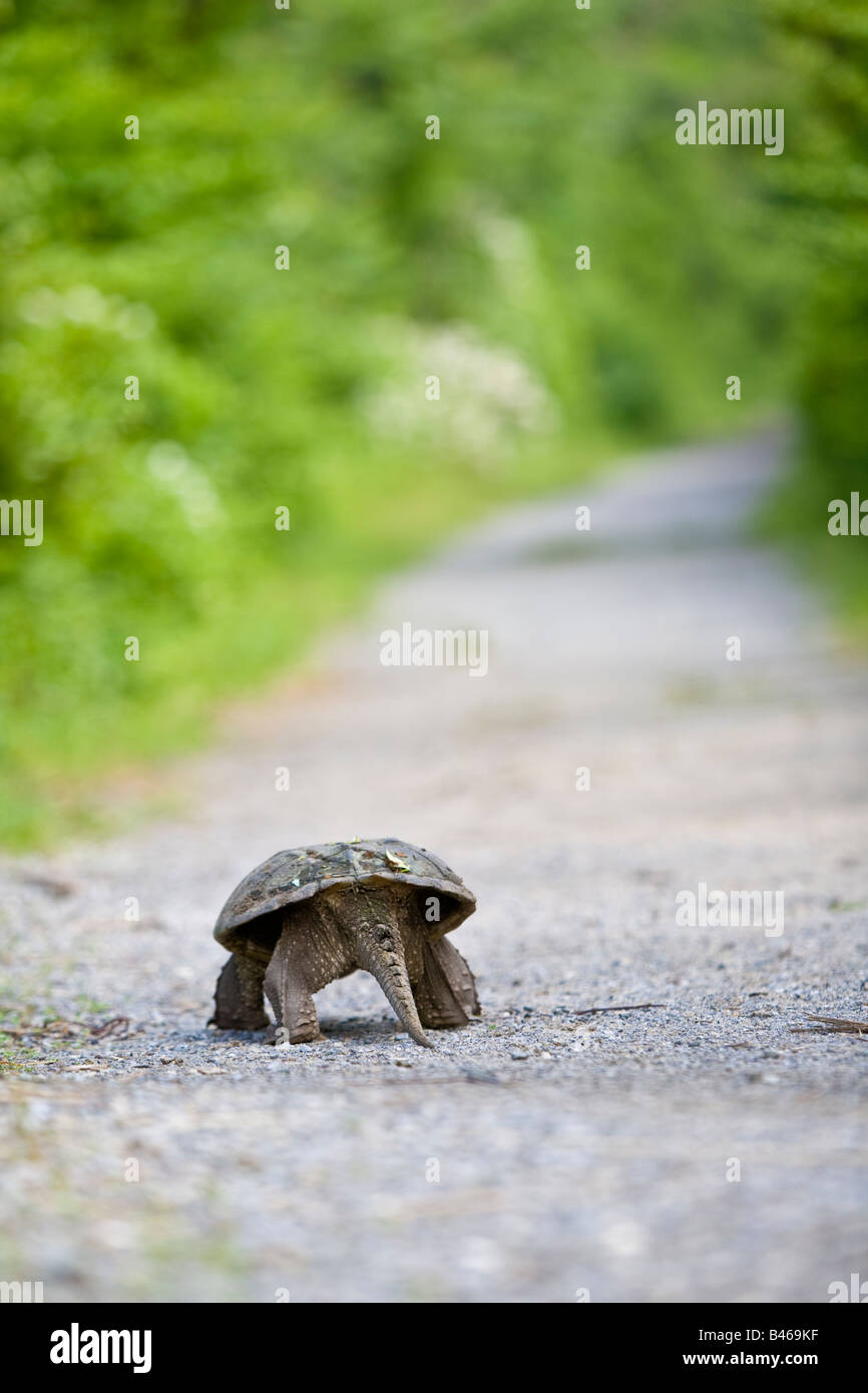 tortoise walking on the side of the path Stock Photo