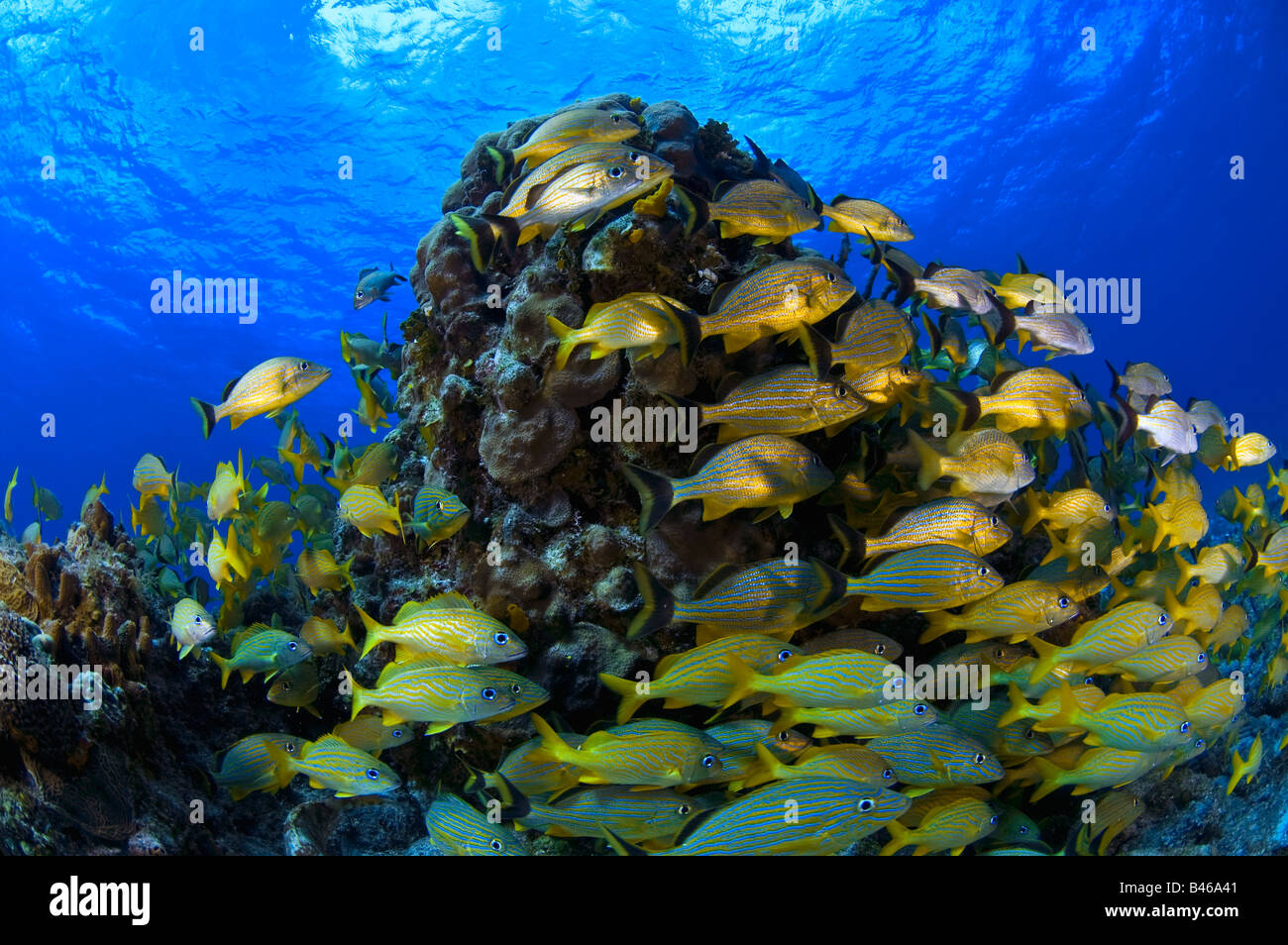 Schooling Bluestriped grunt  (Haemulidae sciurus) fish on coral reef, Cozumel, Mexico Stock Photo