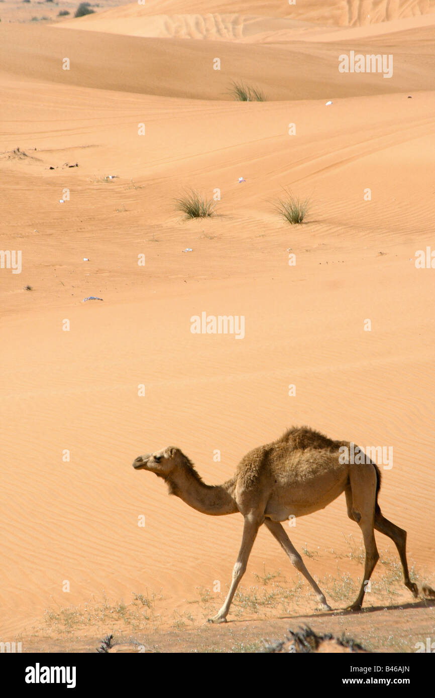 Dubai Desert Stock Photo Alamy Dubai Desert Stock Photo Alamy