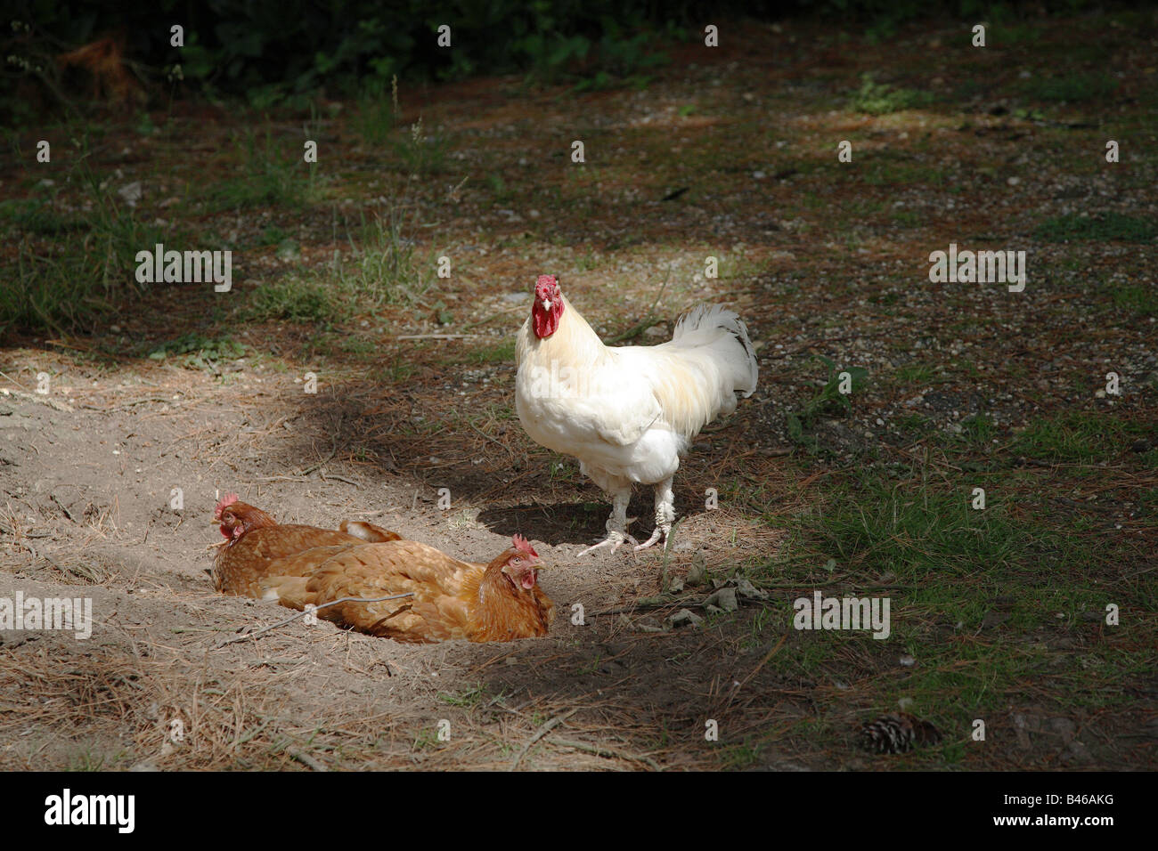 Chickens roosting in forest clearing Stock Photo Alamy