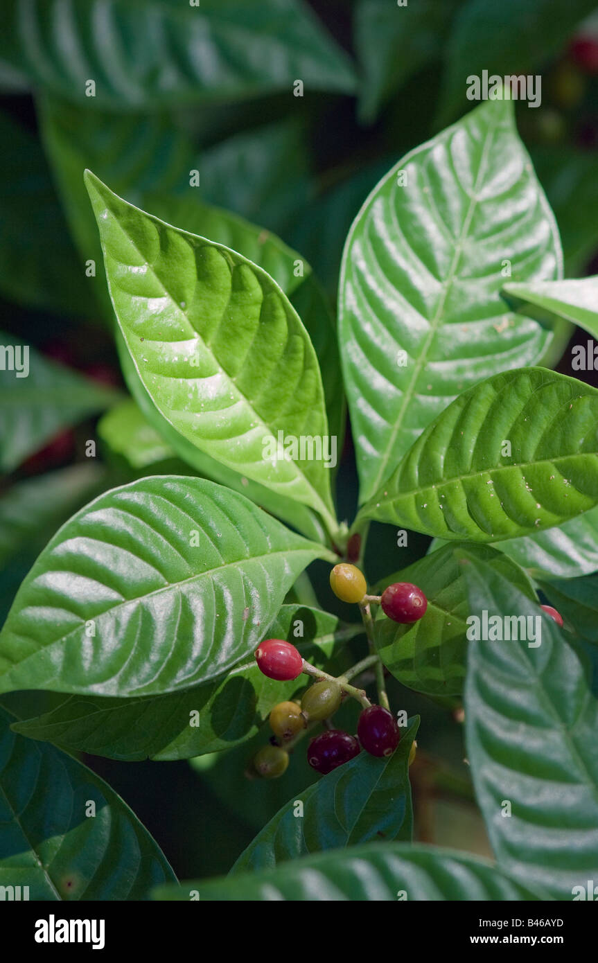Shiny leaved Wild coffee with fruit Psychotria nervosa Rubiaceae family Stock Photo
