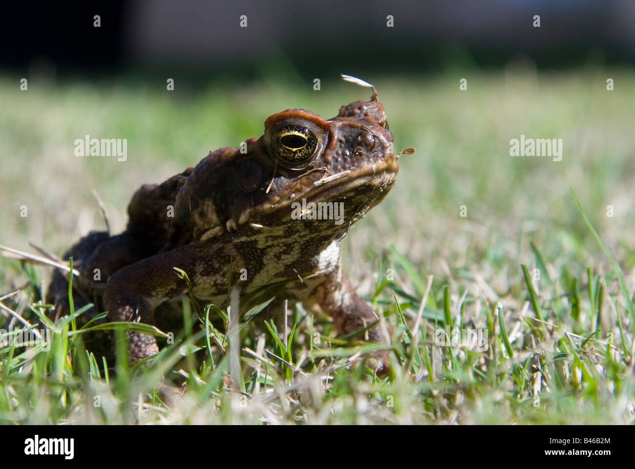 cane toad Stock Photo