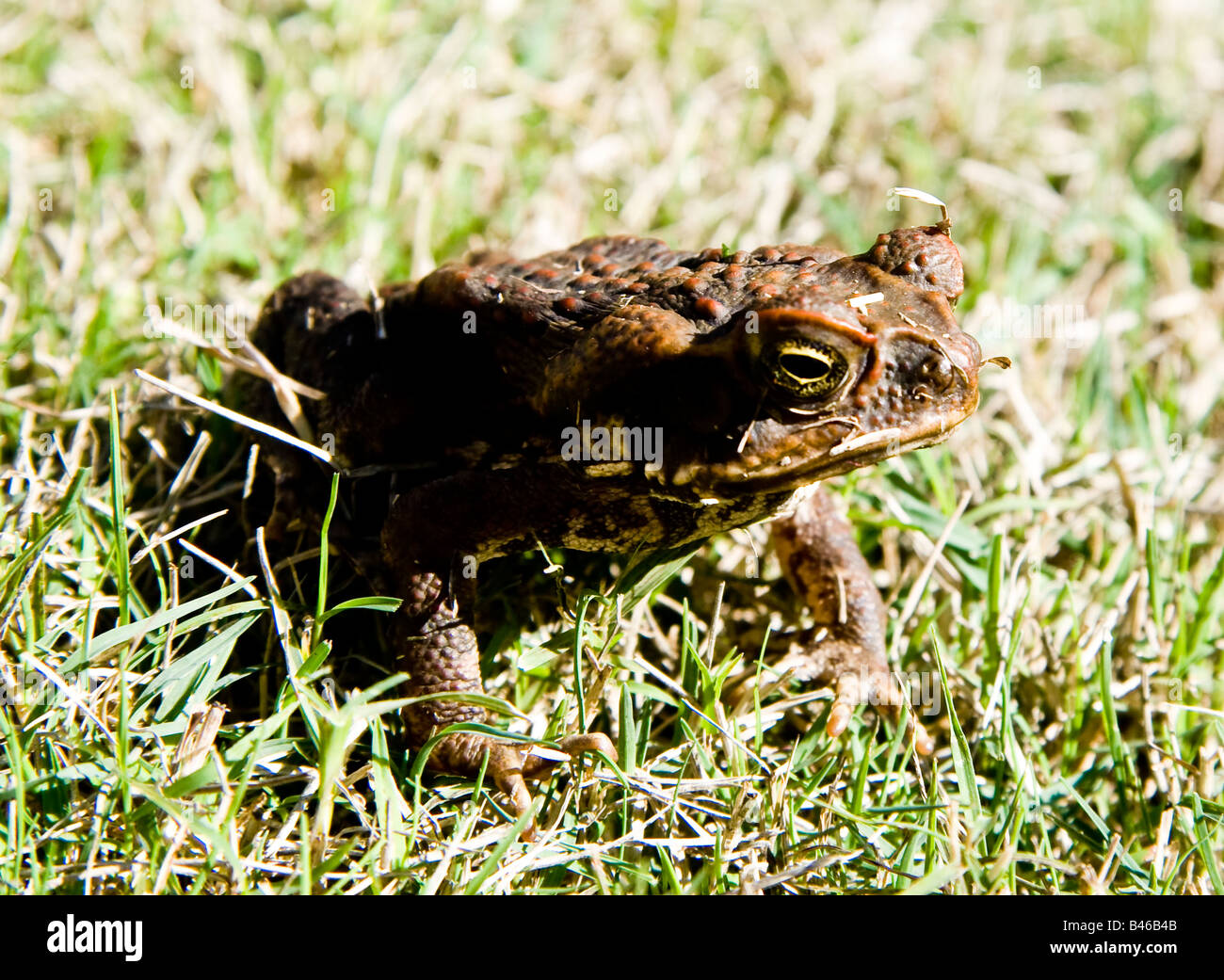 Cane toad Stock Photo