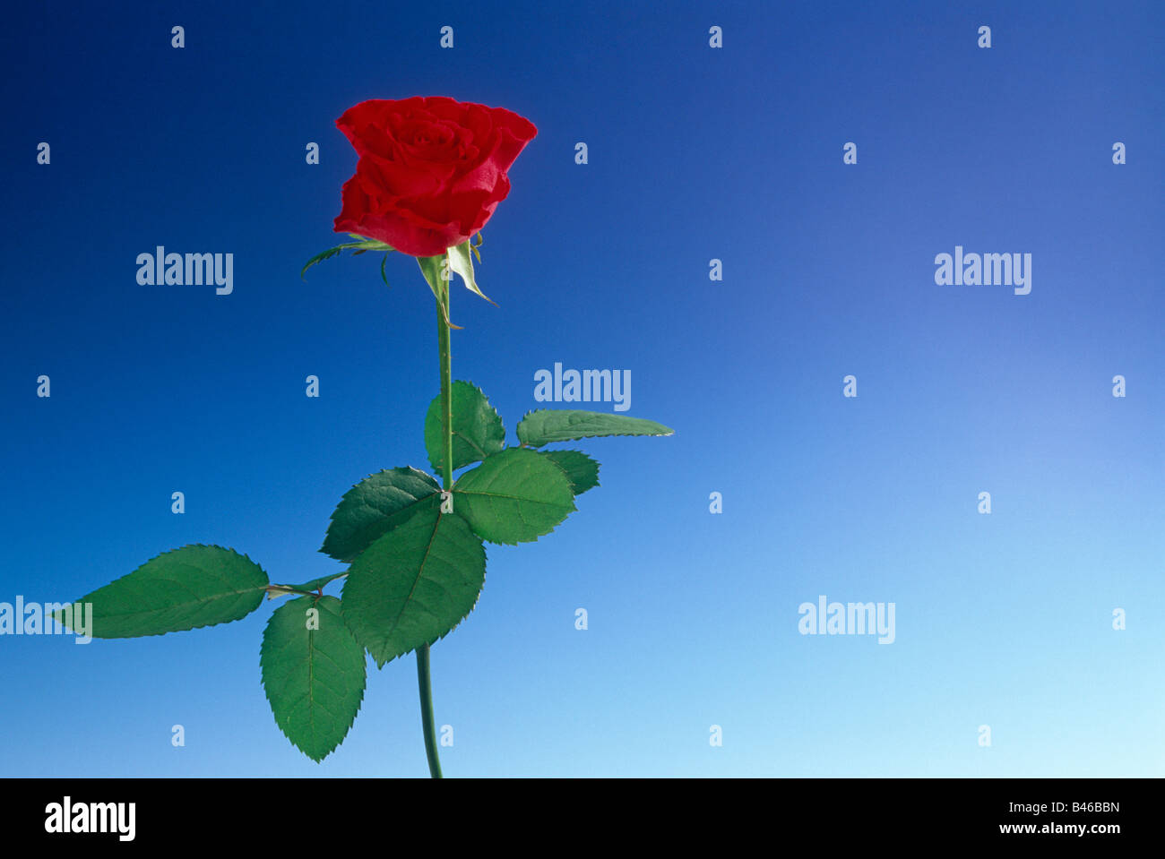 Single red rose with leaves Blue white background ROSE Stock Photo - Alamy