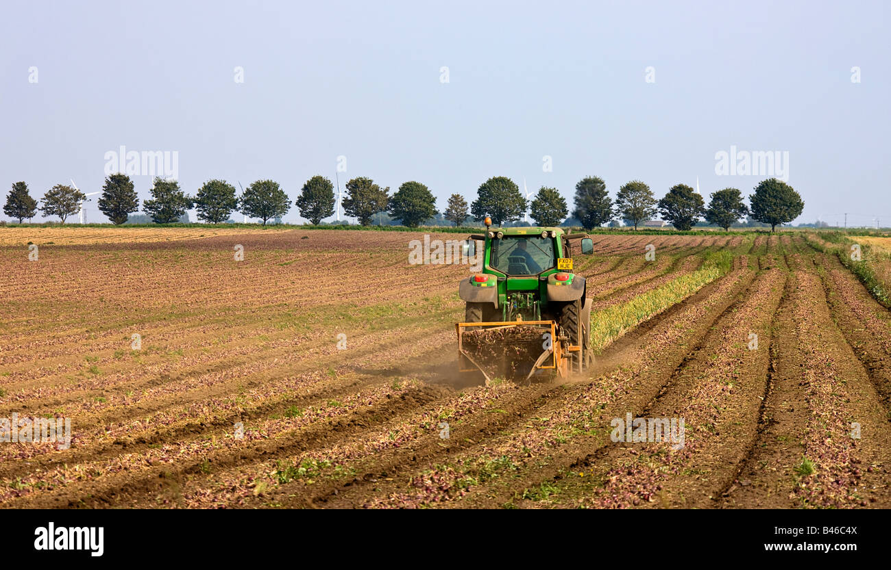 The last row of onions being mechanically dug on a Fenland field. Stock Photo