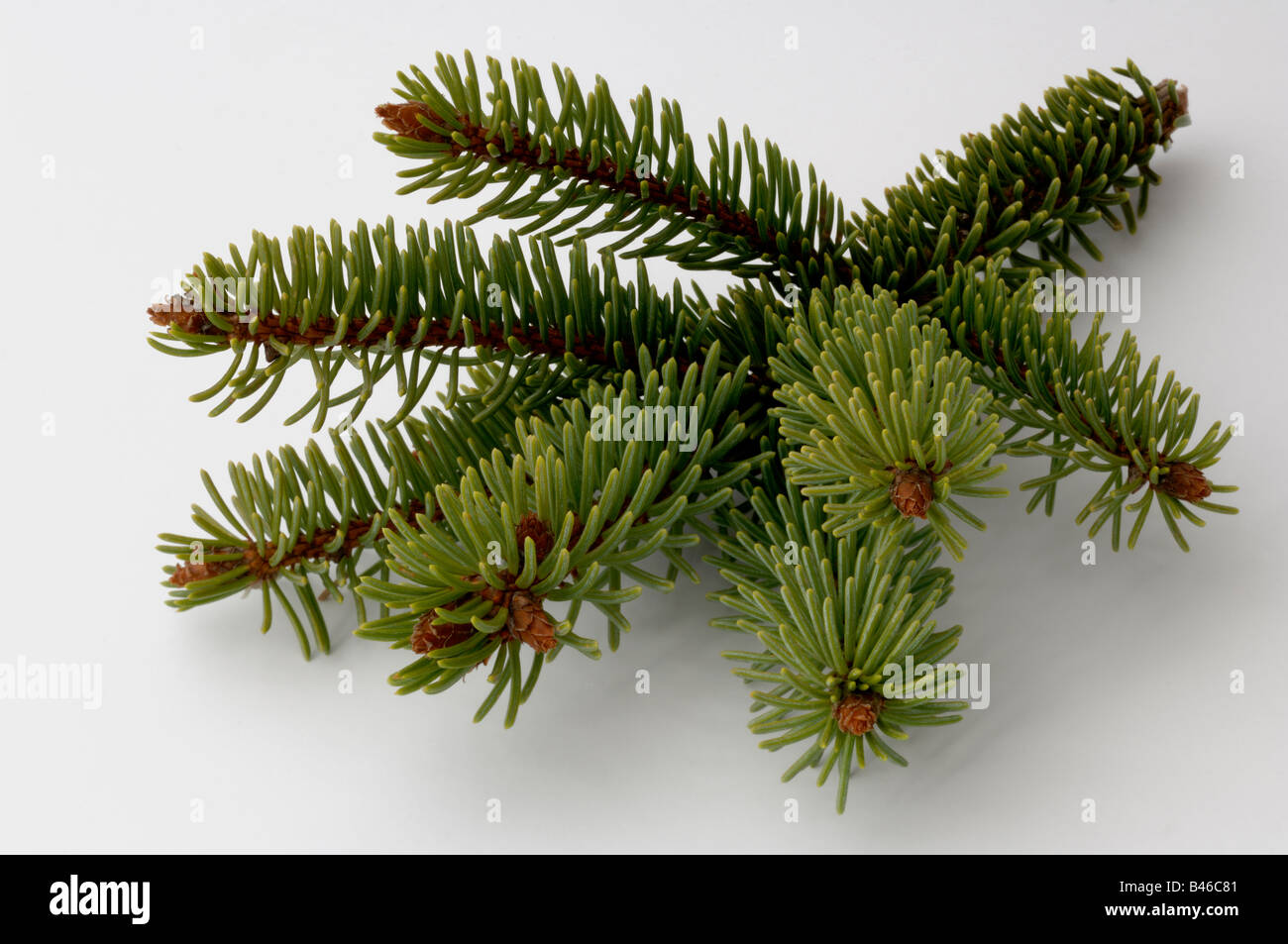 Common Spruce Norway Spruce Picea abies twig studio picture Stock Photo