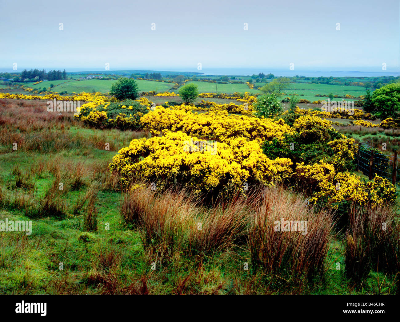 Yellow Genista  (Cytisus scoparius, Genista scoparia) Flowering landscape,County Sligo, Ireland Stock Photo