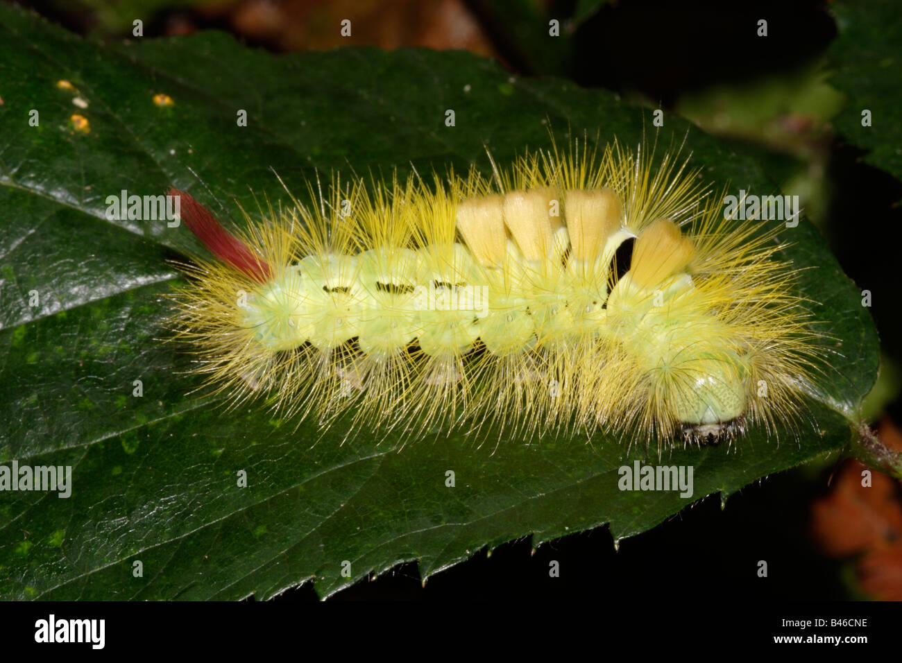 Pale tussock moth caterpillar Calliteara Dasychira pudibunda Lymantriidae on apple UK Stock Photo