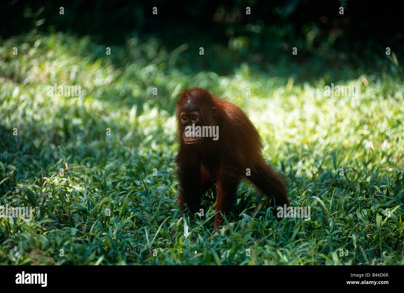 Baby Orangutan (Pongo pygmaeus), Camp Leakey, Tanjung Puting National Park, West Kotawaringin Regency, Kalimantan, Indonesia Stock Photo