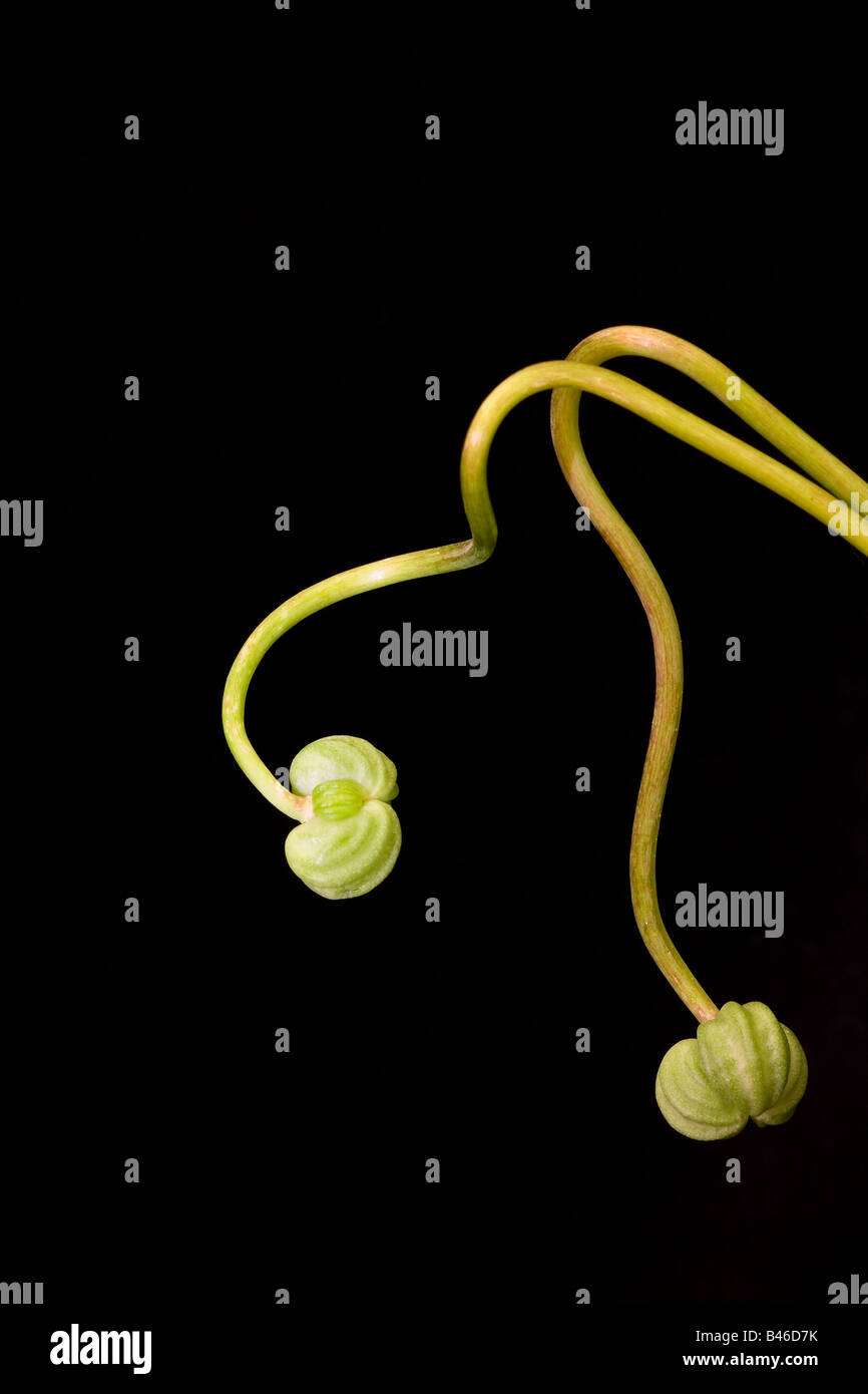Close up of Nasturtium flower bud (Tropaeolum) and bendy stem against a black background Stock Photo