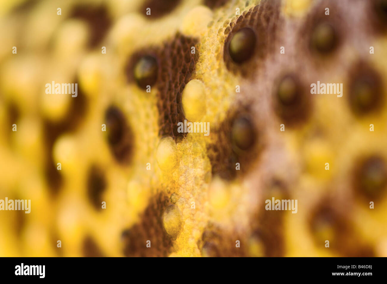 Close Up Of Leopard Gecko Skin Patterns Stock Photo