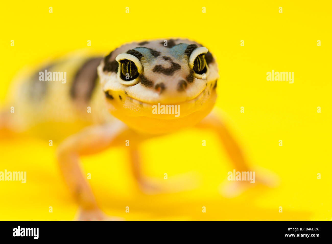 Baby Leopard Gecko High Resolution Stock Photography And Images Alamy