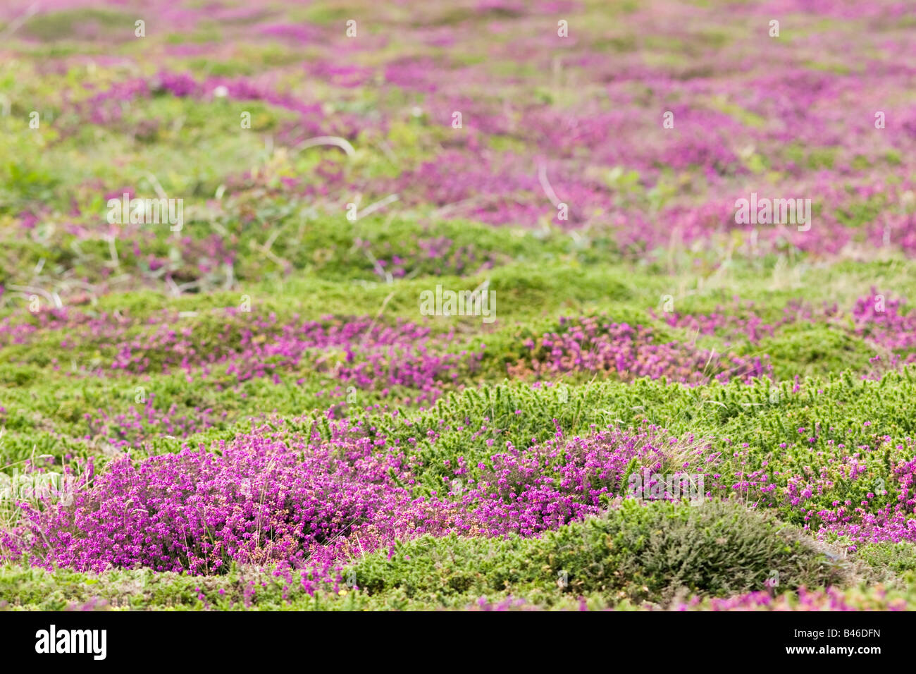 heather carpet Ouessant island France Brittany Stock Photo