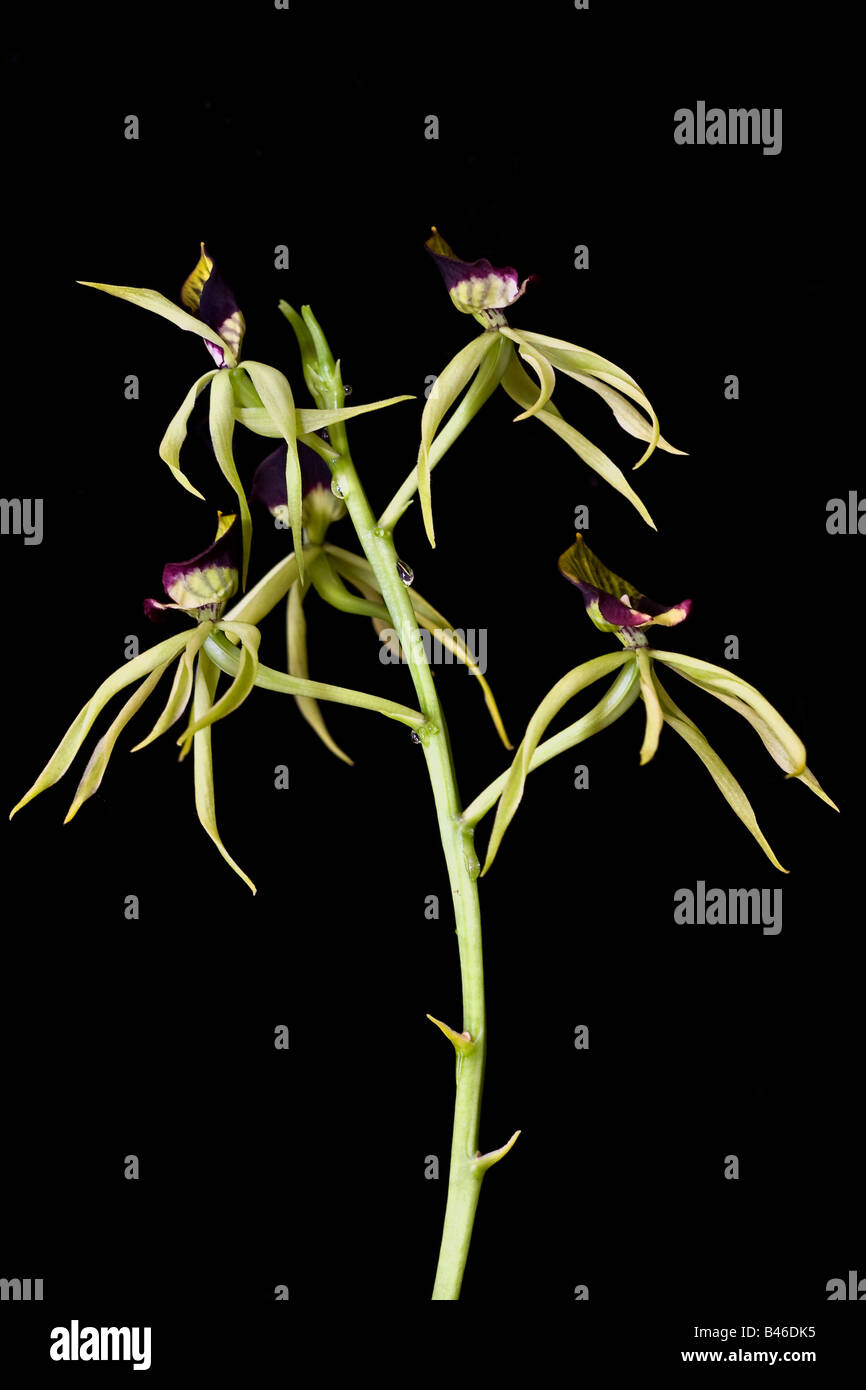 A portrait of a Clamshell or Cockle Shell Orchid plant against a black background Stock Photo