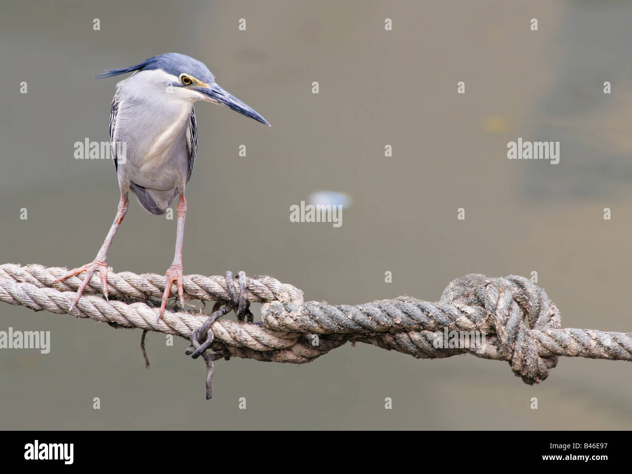 little heron Butorides striatus standing on a rope Melaka port Malaysia Stock Photo
