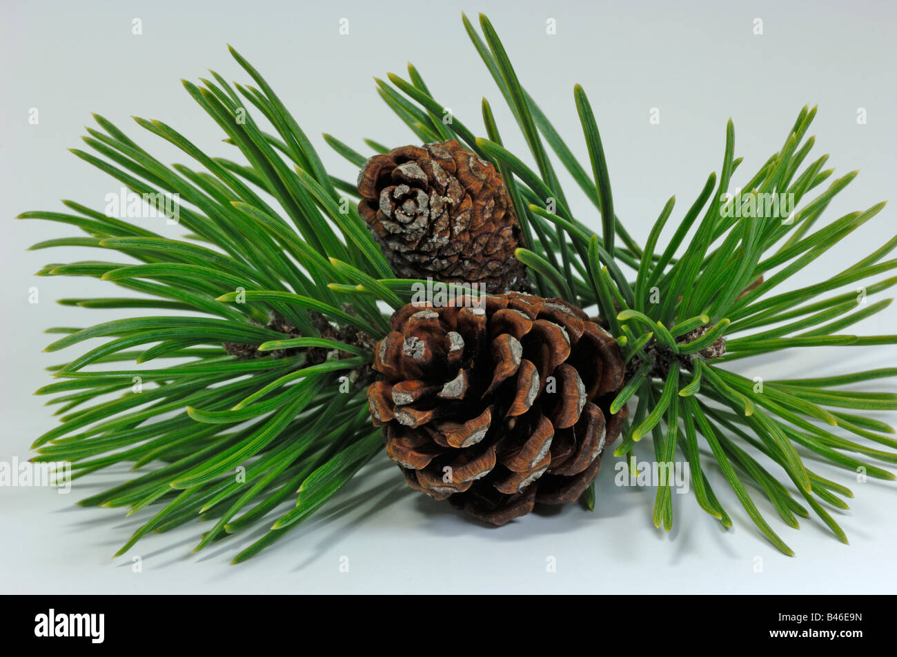 Dwarf Mountain Pine, Mountain Pine, Swiss Mountain Pine (Pinus mugo) twig with cones studio picture Stock Photo