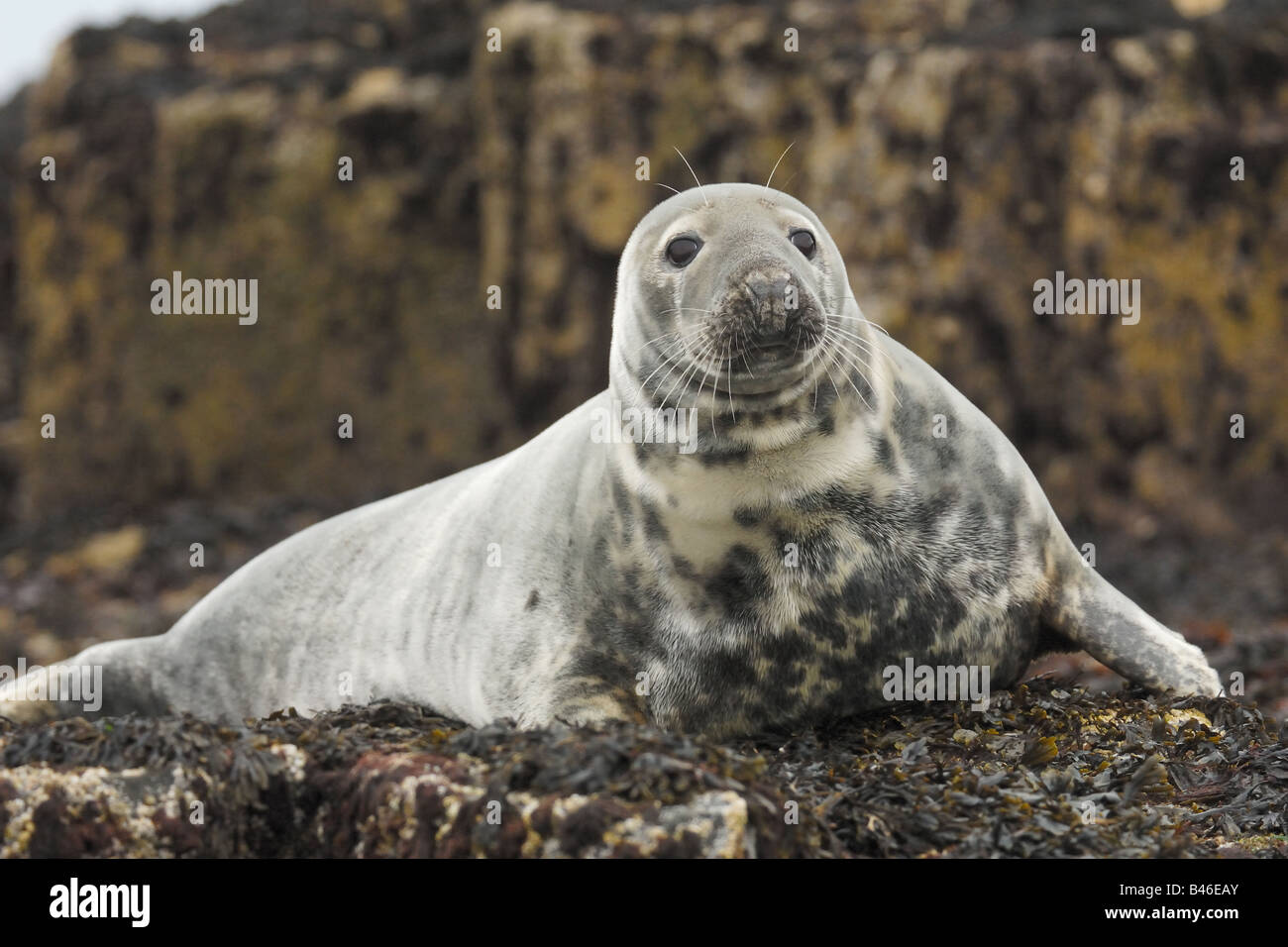 Phoca vitulina foca harbour seal pinnipedi mammiferi mare sea isole Farne England UK inghilterra Stock Photo