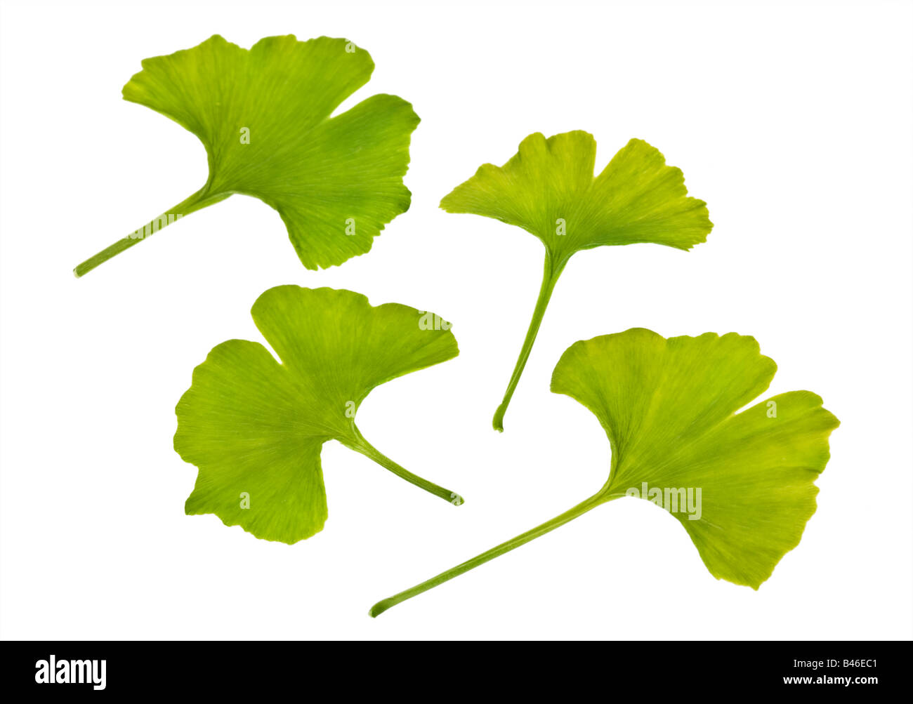 Maidenhair Tree Ginkgo biloba Stock Photo - Alamy