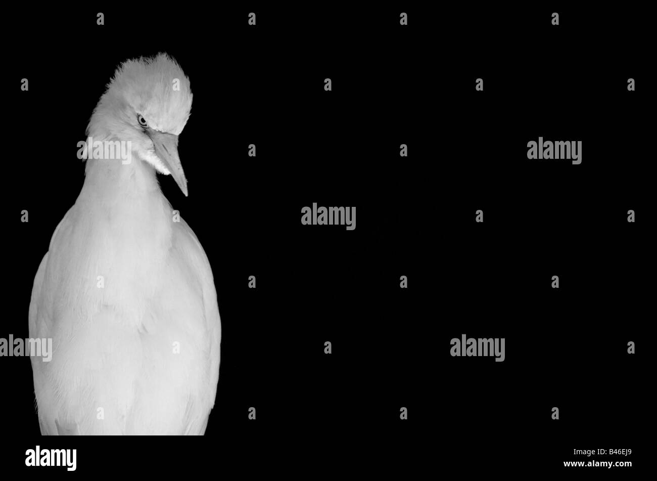 white bird against black background Stock Photo