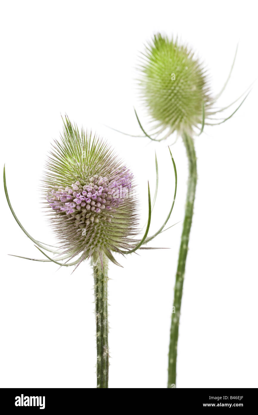 Teasel Dipsacus fullonum Flowerheads Stock Photo