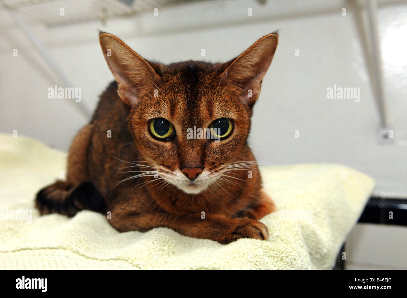 Mystery a rescued 16 year old Ruddy Abyssinian cat from the New York neighborhood of Chelsea rescued by a volunteer Stock Photo