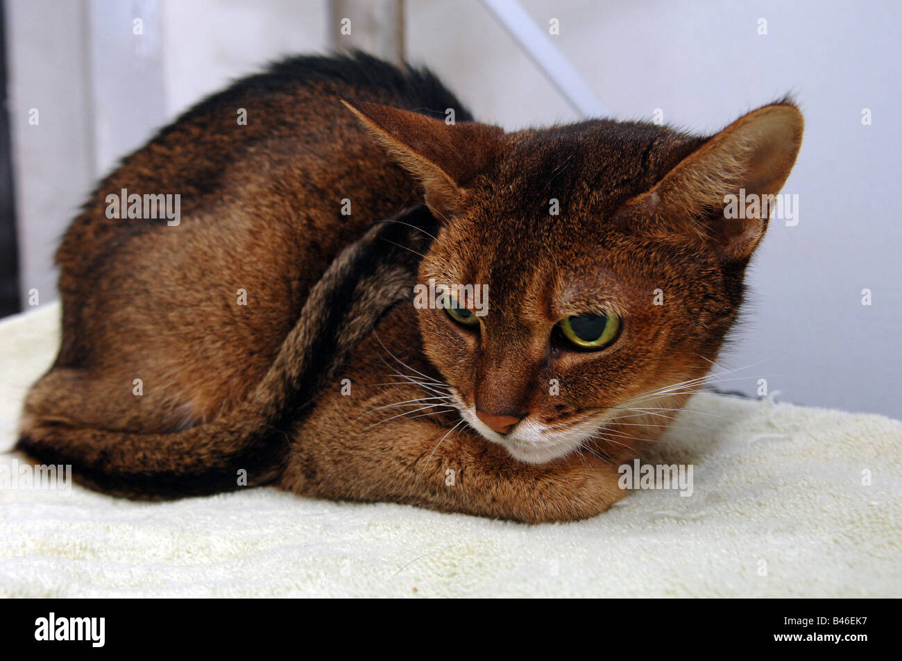 Mystery a rescued 16 year old Ruddy Abyssinian cat from the New York neighborhood of Chelsea rescued by a volunteer Stock Photo