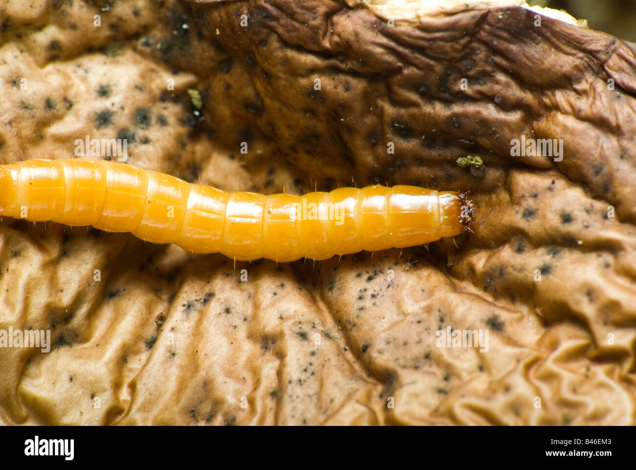 wireworm on an old mushroom Stock Photo