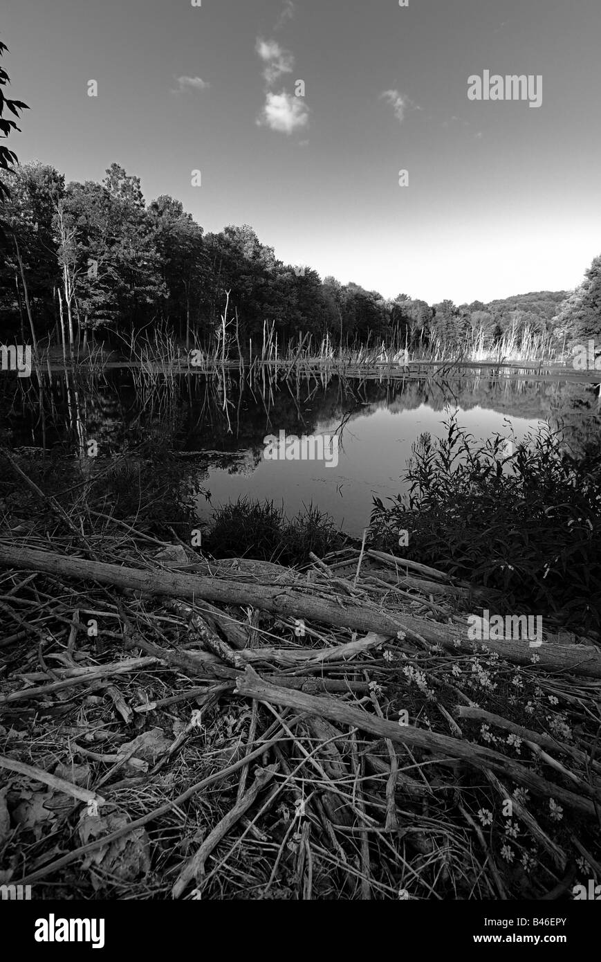 A small lake with hundreds of protruding branches at Moraine State Park, Pennsylvania. Stock Photo