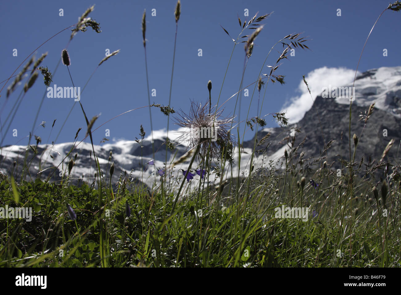 Alpine Pasqueflower (Pulsatilla Alpina) and Bellflowers (Campanula scheuchzeri) with Monte Rosa in the background, Italy Stock Photo