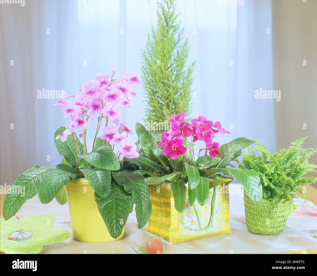 Cape Primrose and Boston fern in flowerpots Stock Photo