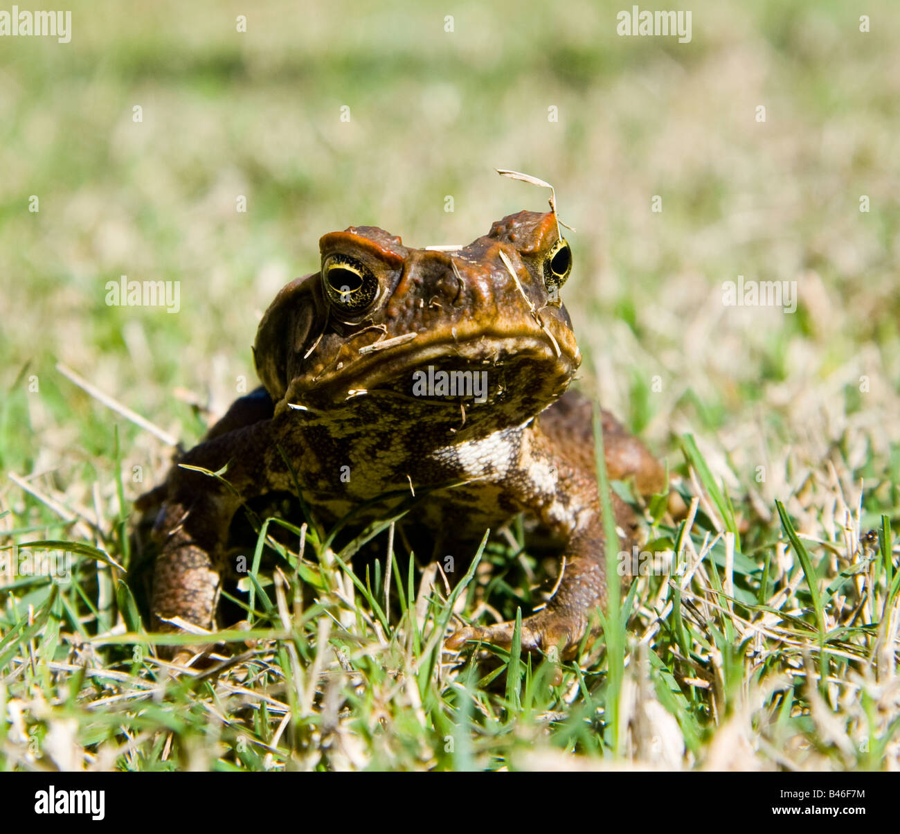 cane toad Stock Photo