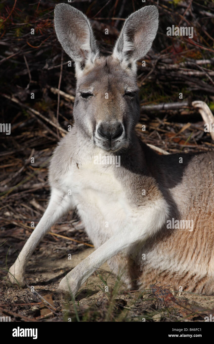 Red kangaroo male lying down Stock Photo