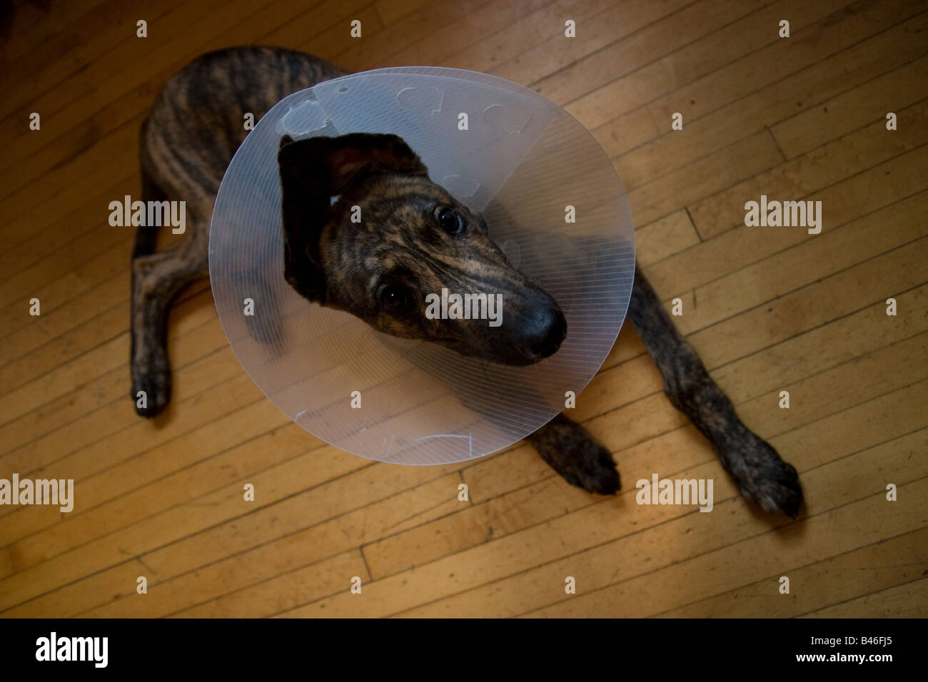A greyhound puppy wearing an e collar after being neutered Stock Photo Alamy