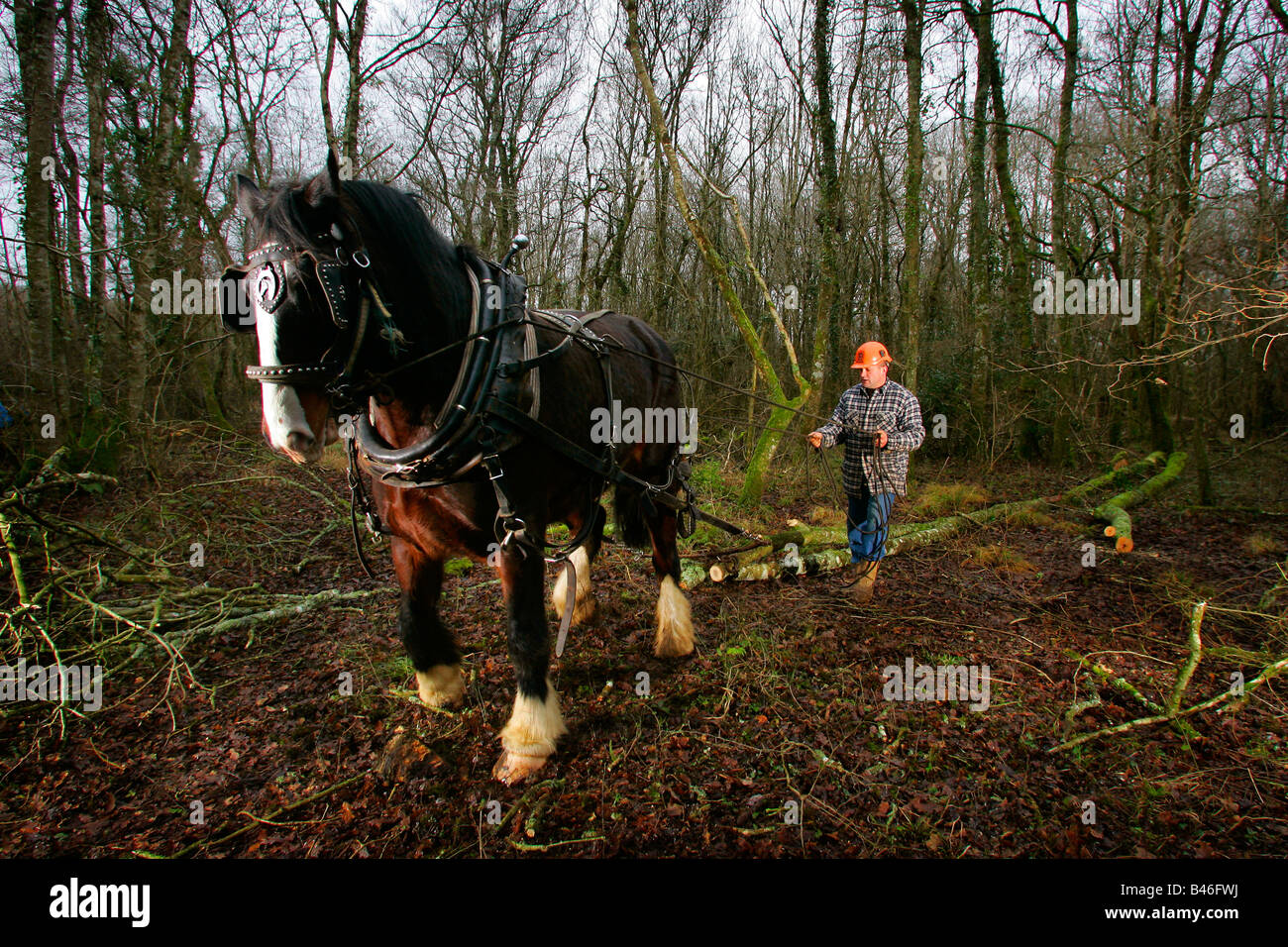 Ben May logging with shire horse. Stock Photo