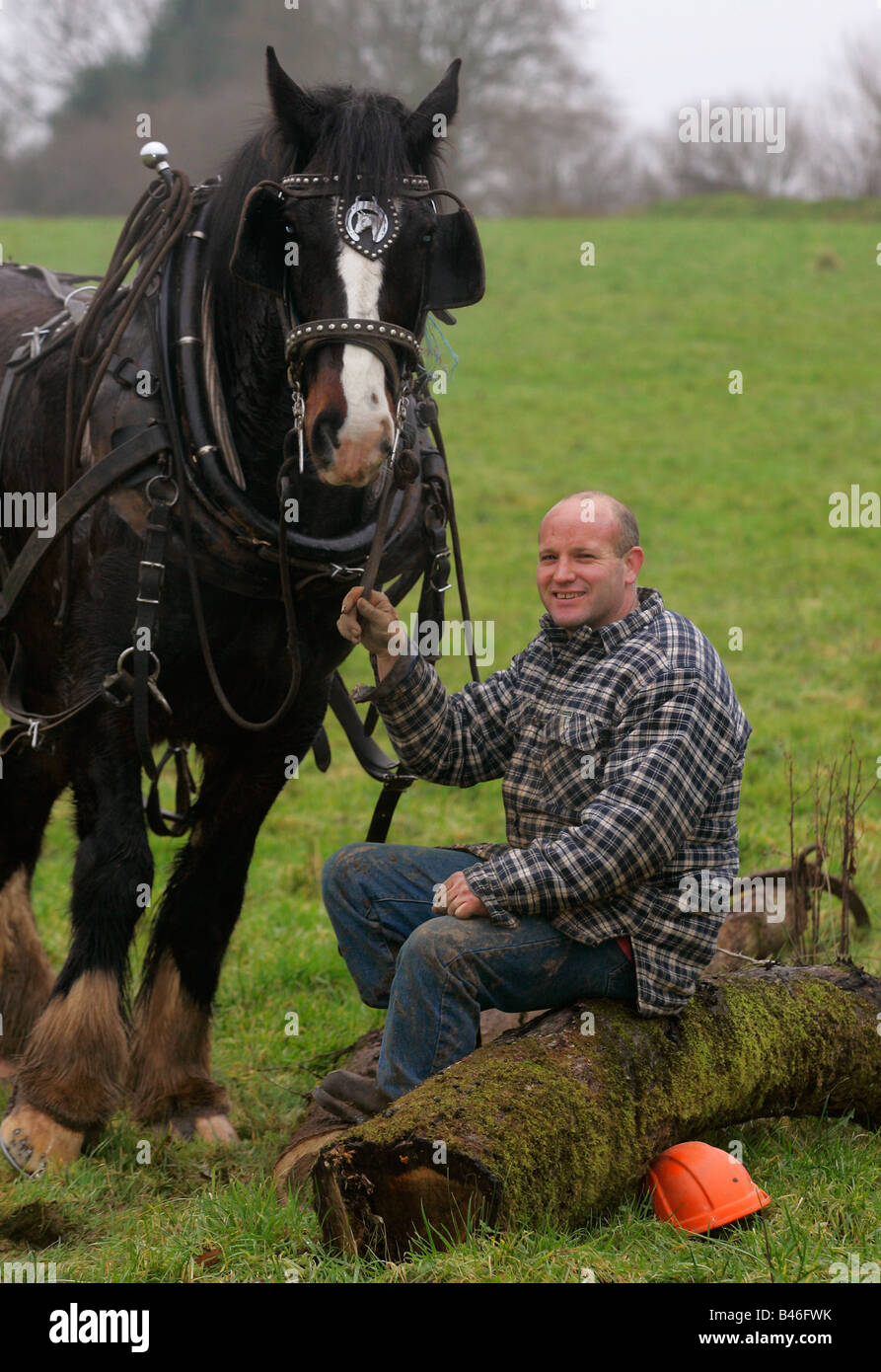 Shire horse used for logging. Stock Photo