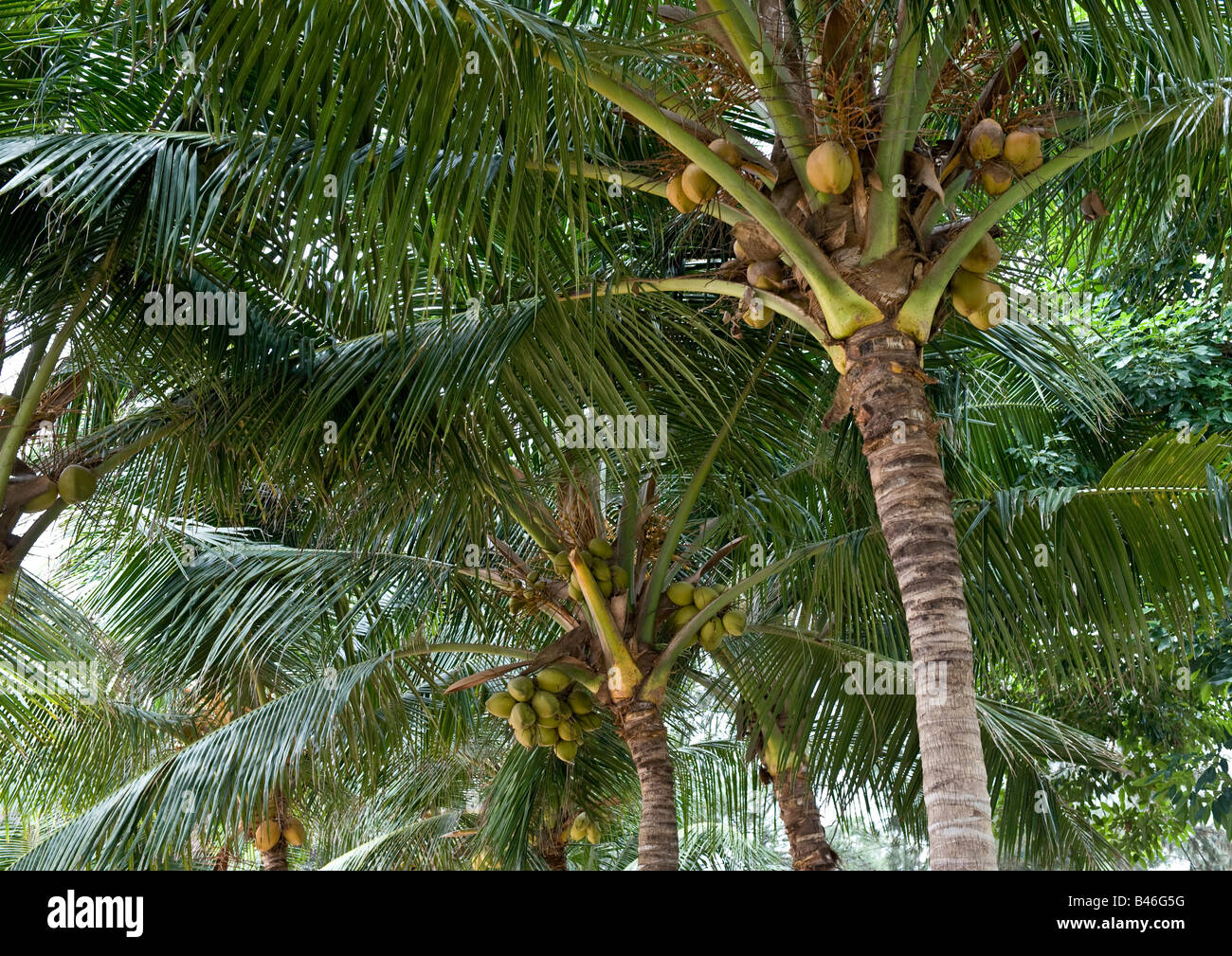 Golden coconuts and green leaves on top of palm trees growing on the