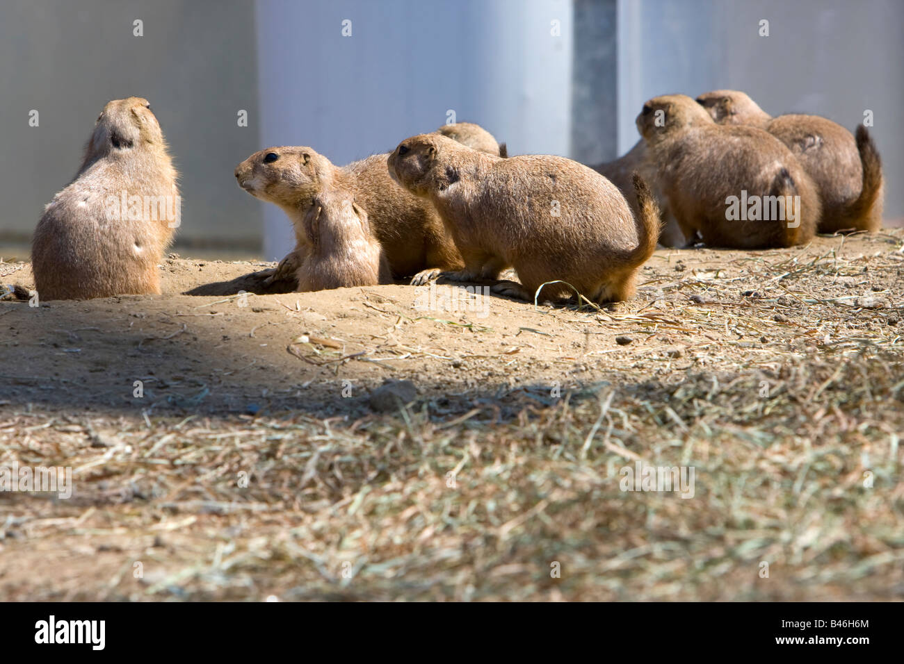 Prairie dogs looking out of their burrows Stock Photo Alamy