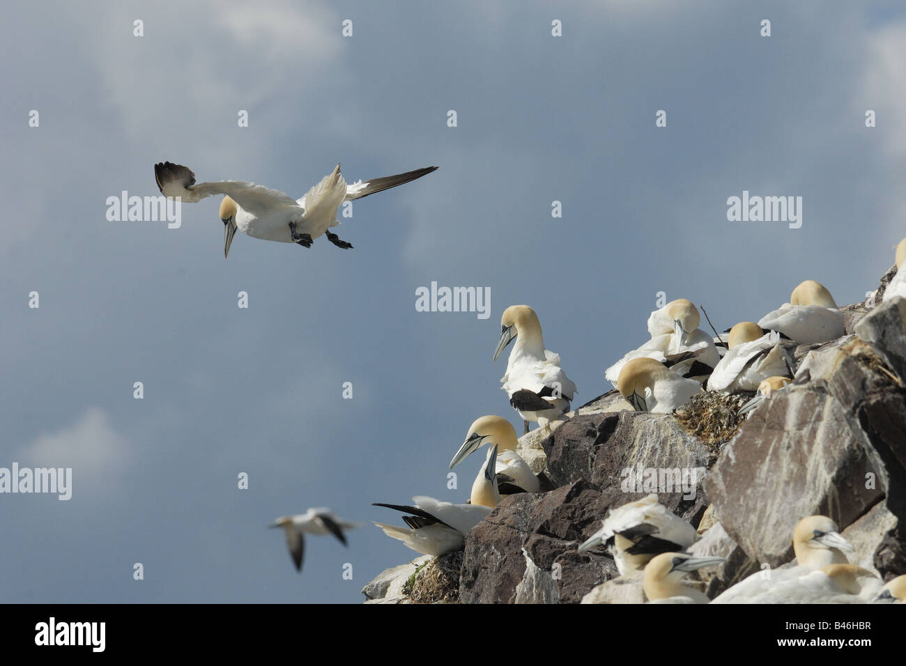 sula Sula bassana bobby gannet flight pelicaniformi bird uccelli cliff scogliera Bass Rock Edimburgh Edimburgo United Kingdom re Stock Photo