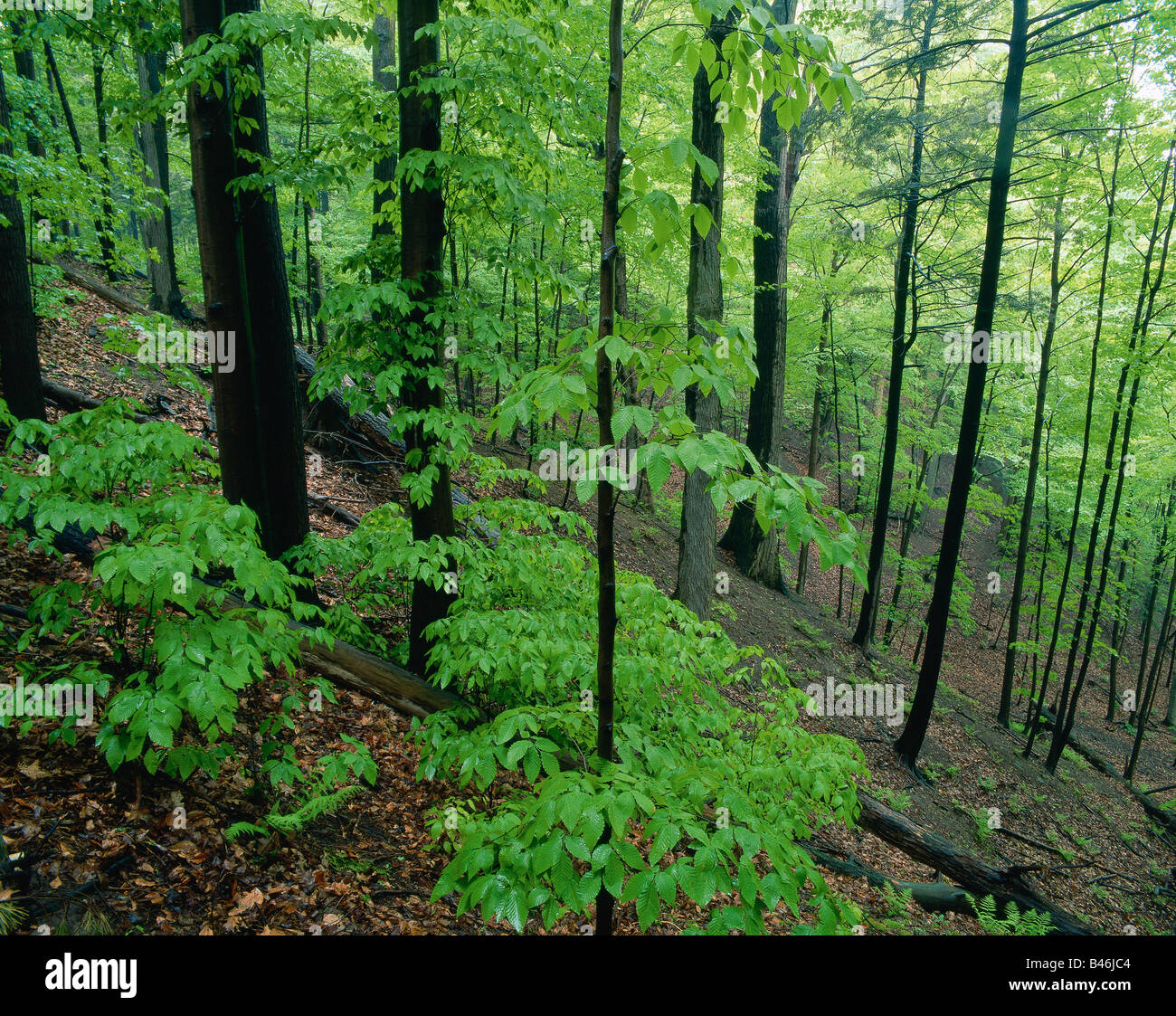 Forest Bronte Creek Provincial Park Burlington Ontario Canada Stock